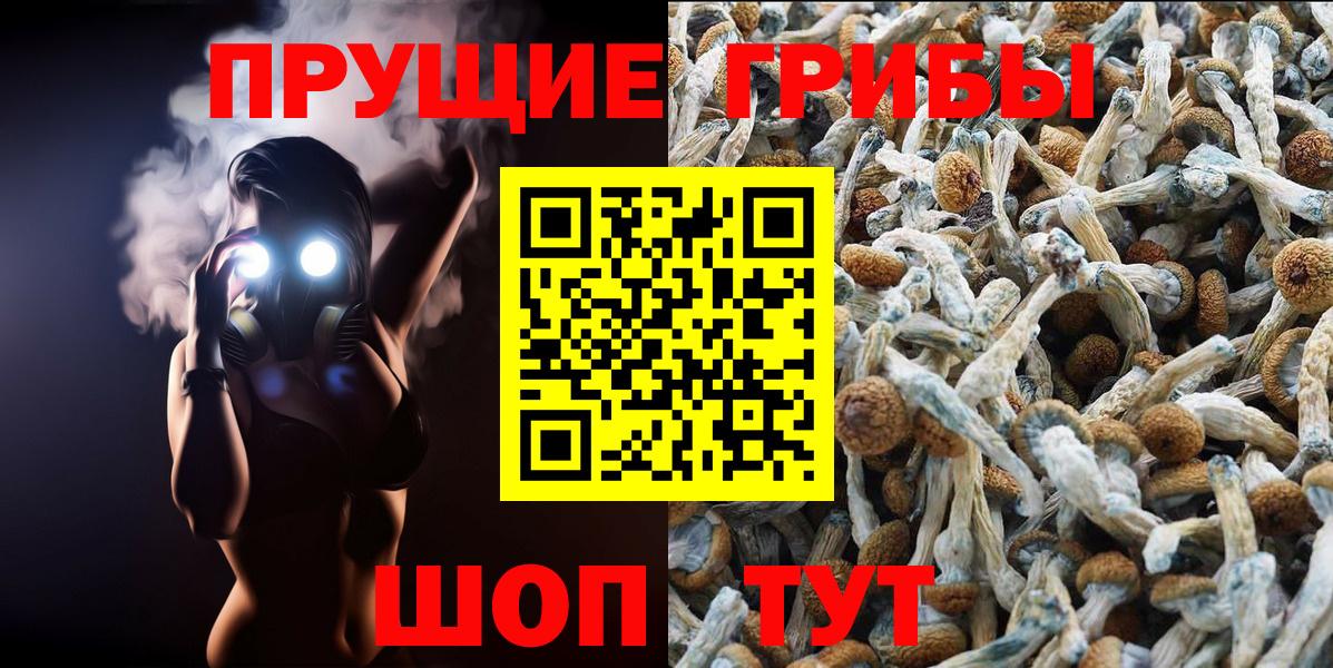 купить наркотик  Малгобек  Галлюциногенные грибы GOLDEN TEACHER  Псилоцибиновые грибы Magic Shrooms 