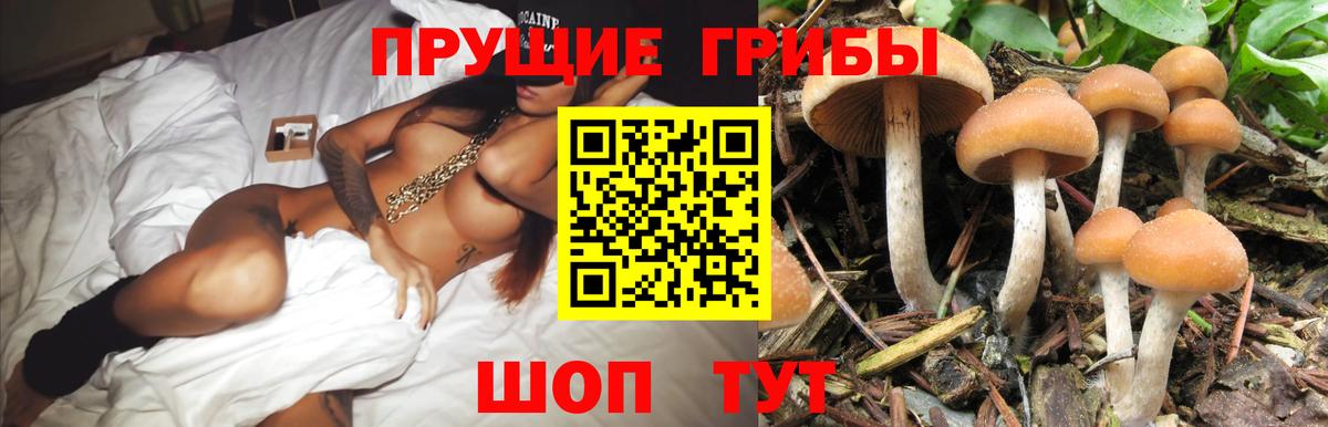 Псилоцибиновые грибы мицелий Малгобек